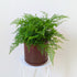 Davallia fejeensis (Rabbit's Foot Fern) - 14cm squat pot